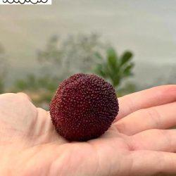 [Premium Selection] Jumbo Dong Kui Chinese Bayberry on hand