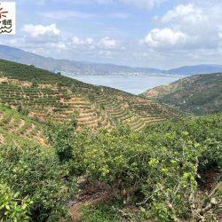 [Premium Selection] Jumbo Dong Kui Chinese Bayberry plantation