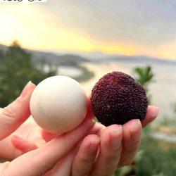 [Premium Selection] Jumbo Dong Kui Chinese Bayberry size comparison