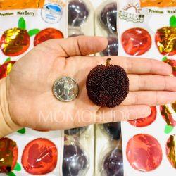 [Premium Selection] Jumbo Dong Kui Chinese Bayberry size comparison