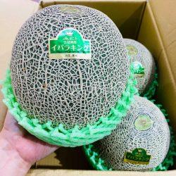 Japanese Ibara King Green Melon 4pcs 1