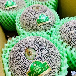 Japanese Ibara King Green Melons 5pcs