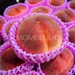 Japanese Premium Ichinomiya Hikawa Hakuhou White Peach Japanese Premium Ichinomiya Hikawa Hakuhou White Peach