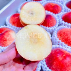 Japanese Wakayama Hikawa Hakuhou White Peach cross section