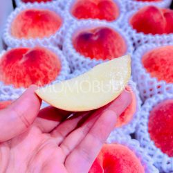 Japanese Wakayama Hikawa Hakuhou White Peach slice