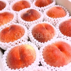 Japanese Wakayama Hikawa Hakuhou White Peaches 1