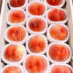 Japanese Wakayama Hikawa Hakuhou White Peaches