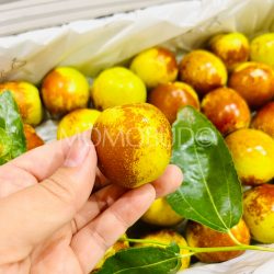 China Mars Winter Jujube China Mars Winter Jujube