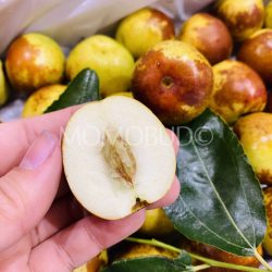 China Mars Winter Jujube cross section 2 China Mars Winter Jujube cross section 2