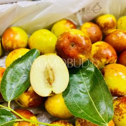 China Mars Winter Jujube cross section China Mars Winter Jujube cross section