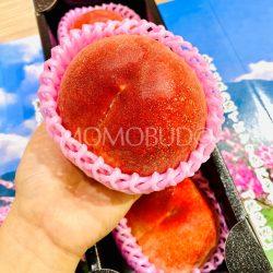 Japanese Premium Ichinomiya Takumi no Momo White Peach