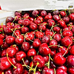 Jumbo Washington Tamara Red Cherries