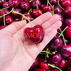 Jumbo Washington Tamara Red Cherry on hand 1