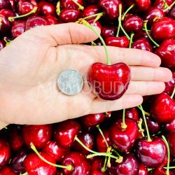 Jumbo Washington Tamara Red Cherry size comparison