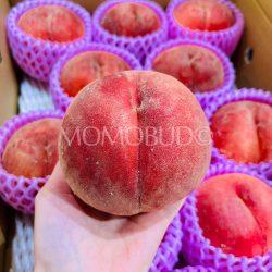 Japanese Tsuki no Usagi Kawanaka Jima White Peach (Hidamari Grade)