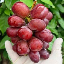 China GuiFei Lychee Grapes