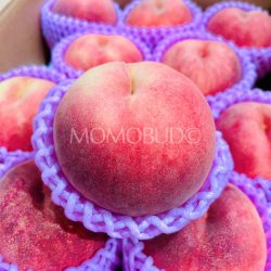 IJapanese Tsugaru Sakura White Peach
