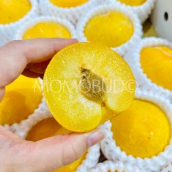 Japanese Homaniero Plum cross section on hand