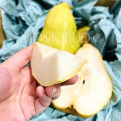 Japanese Nagano Margueritte Marilla Western Pear slice