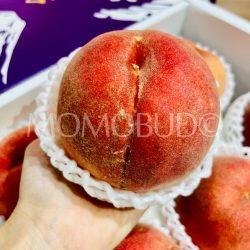 Japanese Oofuji White Peach