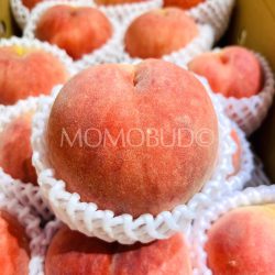 Japanese Yamagata Date Hakutou White Peach Japanese Yamagata Date Hakutou White Peach