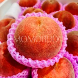 Premium Japanese Tsugaru Sakura White Peach
