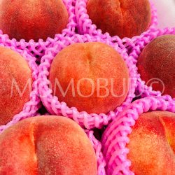 Premium Japanese Tsugaru Sakura White Peaches