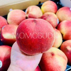 USA Lady Empress White Peach