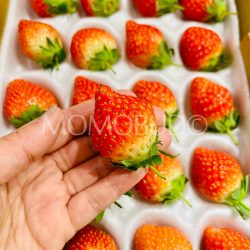 Japanese Hirugano Plateau Minohime Strawberry Japanese Hirugano Plateau Minohime Strawberry