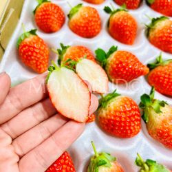 Japanese Hirugano Plateau Minohime Strawberry cross section Japanese Hirugano Plateau Minohime Strawberry cross section