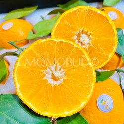 Premium Gold Xiangshan Red Beauty (Hong Mei Ren) Orange Gift Box (2.5kg) cross section Premium Gold Xiangshan Red Beauty (Hong Mei Ren) Orange Gift Box (2.5kg) cross section