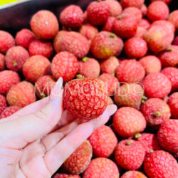 Australian Baitangying Lychee