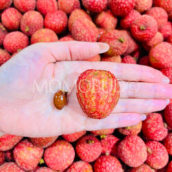 Australian Baitangying Lychee seed size