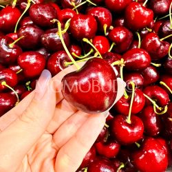 Patagonia Delfina Santina Red Cherry