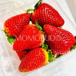USA Sweet Darling® Strawberry (250g punnet) Big size