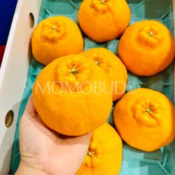 Japanese Kumamoto Dekopon Orange