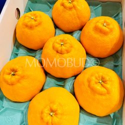 Japanese Kumamoto Dekopon Oranges