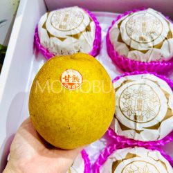 Japanese Tottori Oushuu Nashi Pear