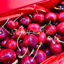 J&P Turner 1885 Lapin Red Cherries