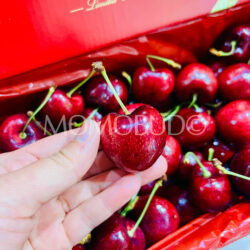 J&P Turner 1885 Lapin Red Cherry