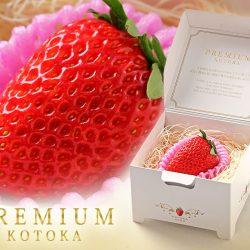 Japanese Nara Strawberry Lab Kotoka Ichigo (Strawberry) (40g Jewelry Box) poster