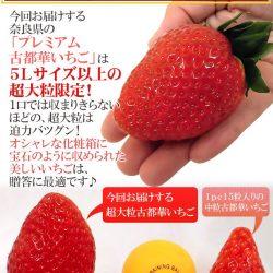 Japanese Nara Strawberry Lab Kotoka Ichigo (Strawberry) (40g Jewelry Box) size