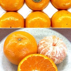 Japanese Saikai Ajikko Mikan (Mandarin Orange)