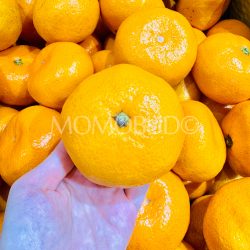 Japanese Shizuoka Inden Mikkabi Mikan