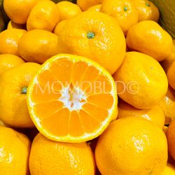 Japanese Shizuoka Inden Mikkabi Mikan cross section