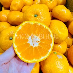 Japanese Shizuoka Inden Mikkabi Mikan cross section