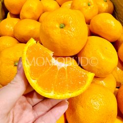 Japanese Shizuoka Inden Mikkabi Mikan slice