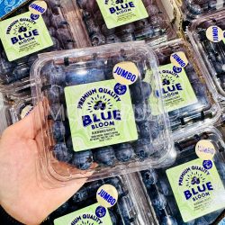 Jumbo Bloom Blueberry (125g punnet)