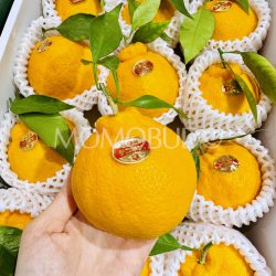 Japanese Dogo Monogatari Dekopon Orange Japanese Dogo Monogatari Dekopon Orange