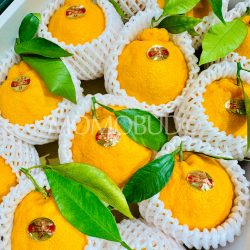 Japanese Dogo Monogatari Dekopon Oranges Japanese Dogo Monogatari Dekopon Oranges